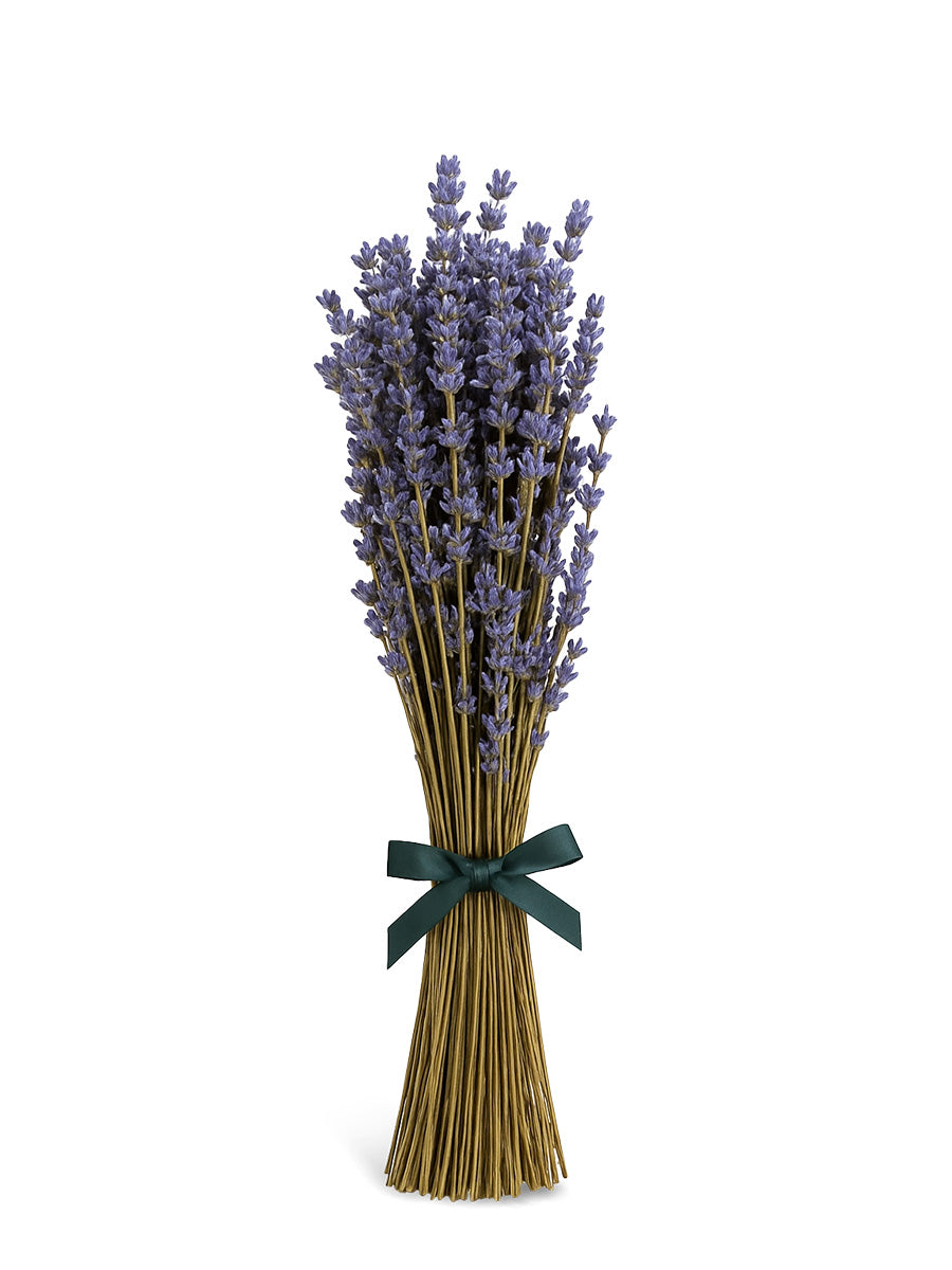MAXI Bouquet of Provençal Lavender