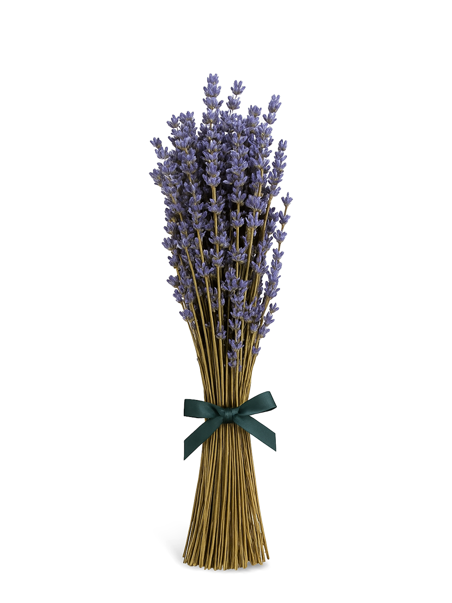 MAXI Bouquet of Provençal Lavender